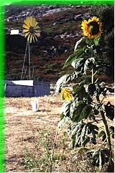 Eolienne et Tournesol